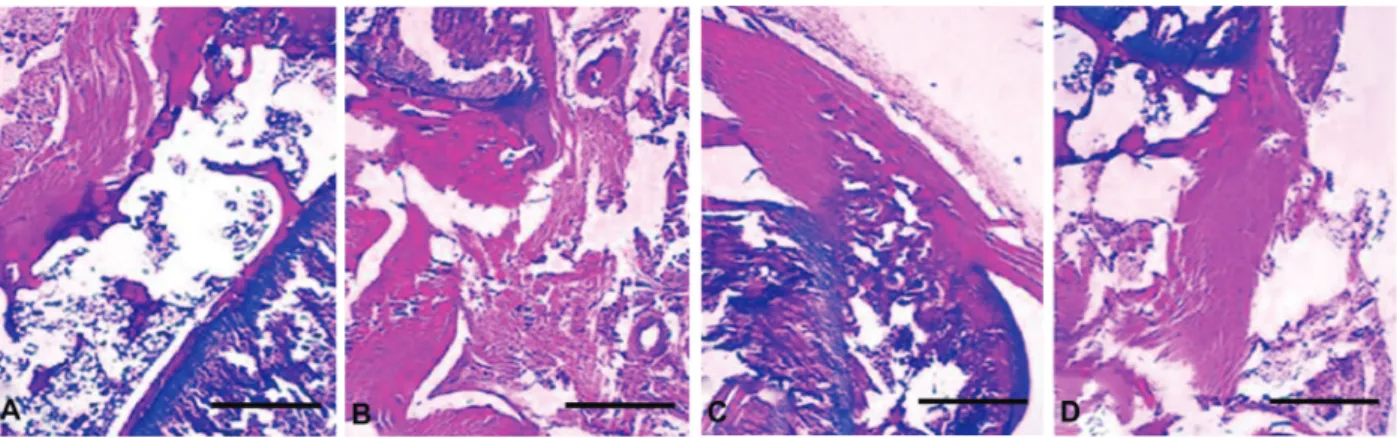 Figure 4. A, Effect of naringenin (NG) on gene expression of MMP-1, MMP-3, MMP-13,  ADAMTS-4, and ADAMTS-5 in rat chondrocytes