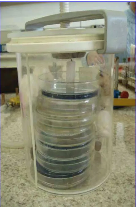 Figura 14. Placas de Petri semeadas com saliva e incluídas na jarra. 