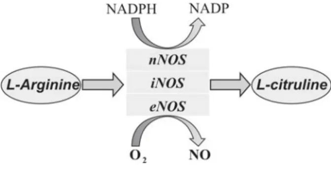 Figure 1. Nitric oxide production by three nitric oxide synthase isoforms. NADPH, nicotinamide adenine dinucleotide phosphate hydrogenase; NADP, nicotinamide adenine dinucleotide phosphate.