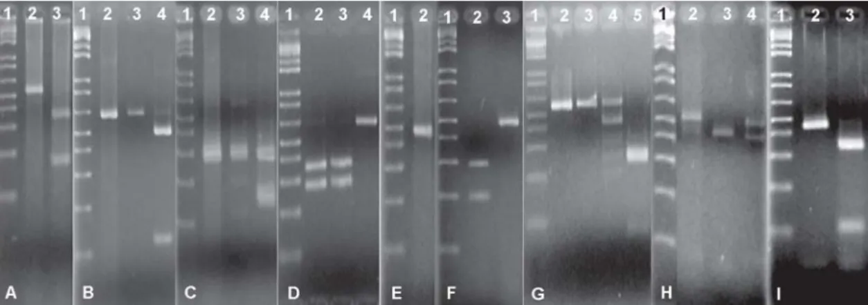 Figure 2. Agarose (1.5%) gel electrophoresis of PCR-amplified fragments of housekeeping genes and fragments obtained after digestion with different restriction enzymes