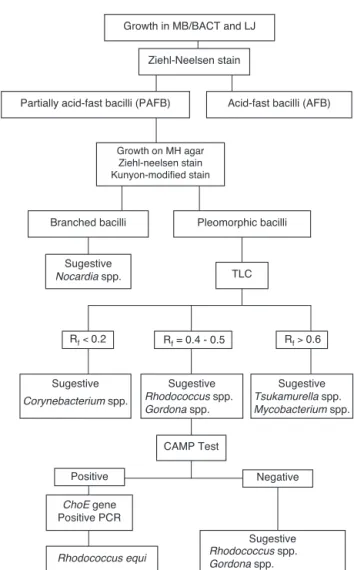 Fig. 3 – Flowchart of Rhodococcus equi identification.
