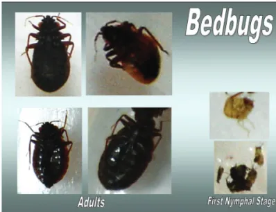 Figure 1: Adult and nymphal stages of the bedbug. Left: adult  bedbugs are oval shaped, flat, and approximately 5 mm long,  whereas immature ones are much smaller and may be light  yellow (right)