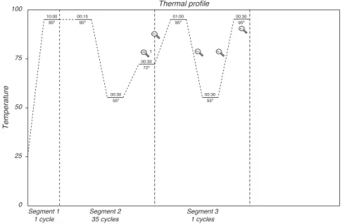 Fig. 1 – Thermal profile of amplification of mecA using SYBR Green 1 technique followed by melting curve analysis.