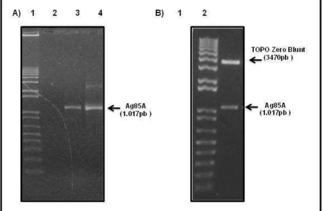 Figure  12:  Amplificação  por  PCR  da  ORF  Ag85A  de  M.  tuberculosis  e  digestão  enzimática  a  partir  do  DNA  plasmideano  extraído  de  células  de  E