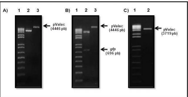 Figure 13: Análise do produto da extração plasmideana, digestão do pValac:gfp e  purificação  do  vetor  pValac