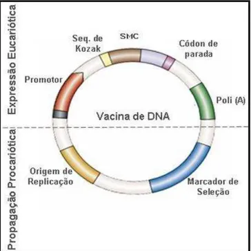 Figure 1:Representação esquemática de um plasmídeo vacinal. Na parte superior da figura,  encontra-se a Região de Expressão Eucariótica, responsável pela expressão do antígeno em  células  eucarióticas,  contendo  o  promotor que  promove  a  expressão  da
