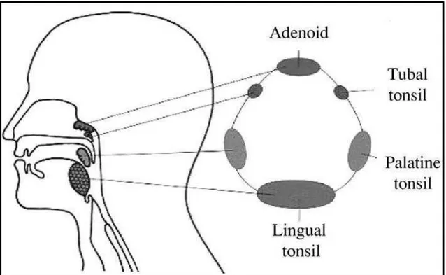 Figure 3:Tecido linfóide faríngeo e anéis de Waldeyer. Fonte: Davis, 2001. 