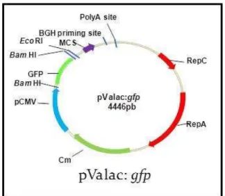 Figure  9:Representação  esquemática  do  vetor  de  expressão  eucariótica  pValac:gfp