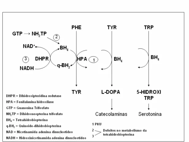FIGURA 2.1  – Ciclo da tetrahidrobiopterina (BH4), suas ações como cofator e possíveis locais de  interrupções nos metabolismos da fenilalanina, da tirosina e do triptofano e que  originam HPP