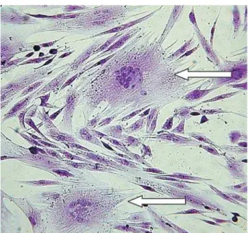 Figura 2. Sincício (setas) em cultura primária de MSC inocu- inocu-lada com sêmen de reprodutores caprinos infectados  natural-mente com o lentivírus caprino, coloração cristal violeta 0,1%, aumento 200X.