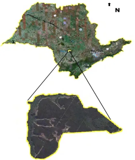Figura 1: Localização do reflorestamento. 