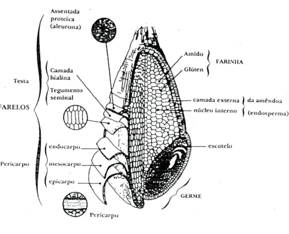 Figura 1 - Anatomia do grão de trigo  (22) 