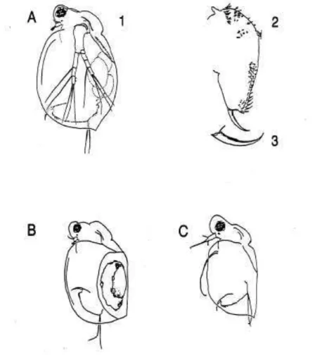 Figura  3  –  Ceriodaphnia  dubia  Fonte:  EPA(1986).  A)  1  fêmea  e;  2  suas  principais  estruturas; 3 garra; B fêmea não partenogenetica; C macho