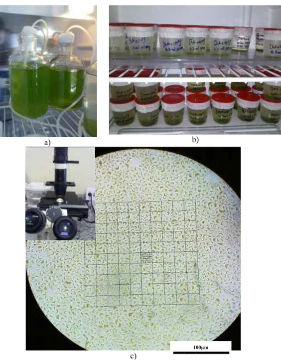 Figura 16 – Pseudokirchneriella subcapitata. a) Culturas de alga em fase de maximização; 