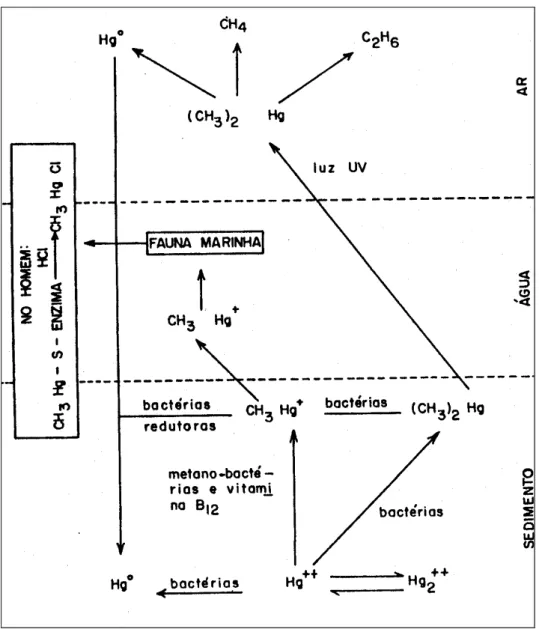 Figura 1-Ciclo do Mercúrio no ambiente 