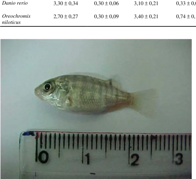 Tabela 1-Comprimento total (CT) e peso médio (PM) dos peixes utilizados nos experimentos 