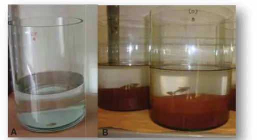 Figura 21. Aspectos dos testes de toxicidade aguda na ausência (A) e presença de sedimento (B)  para H