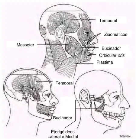 Figura 3: Os músculos da mastigação 