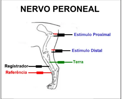 Figura 6. Desenho esquemático dos pontos de estimulação  (estímulo proximal e distal), captação (registrador) e  colocação dos eletrodos terra e referência, para a  avaliação da velocidade de condução nervosa motora  do nervo peroneal