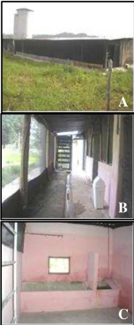 Figura  12:  Escarificação  e  inoculação  em  tetos  de  vacas  secas  mestiças  experimentalmente  infectados  com vírus da VB