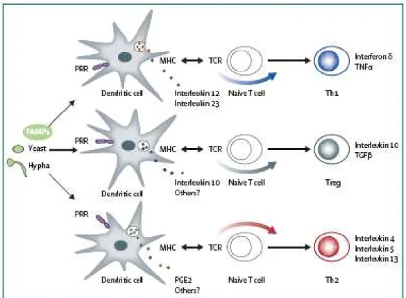 Figura 1: Papel das células dendriticas em induzir e regular  a imunidade adaptativa. Fonte: CASSONE, 2008