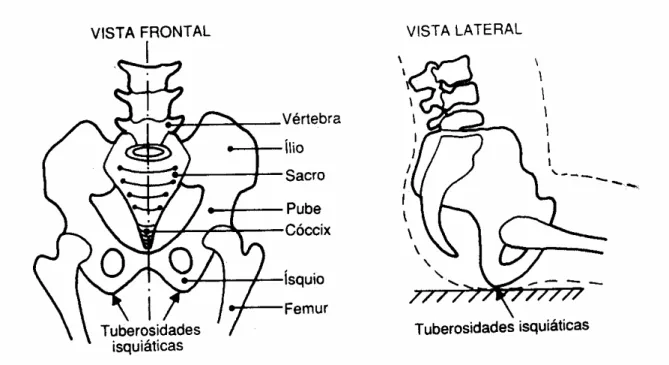Figura 18 - Estrutura dos ossos da bacia – visão da tuberosidade isquiática. 