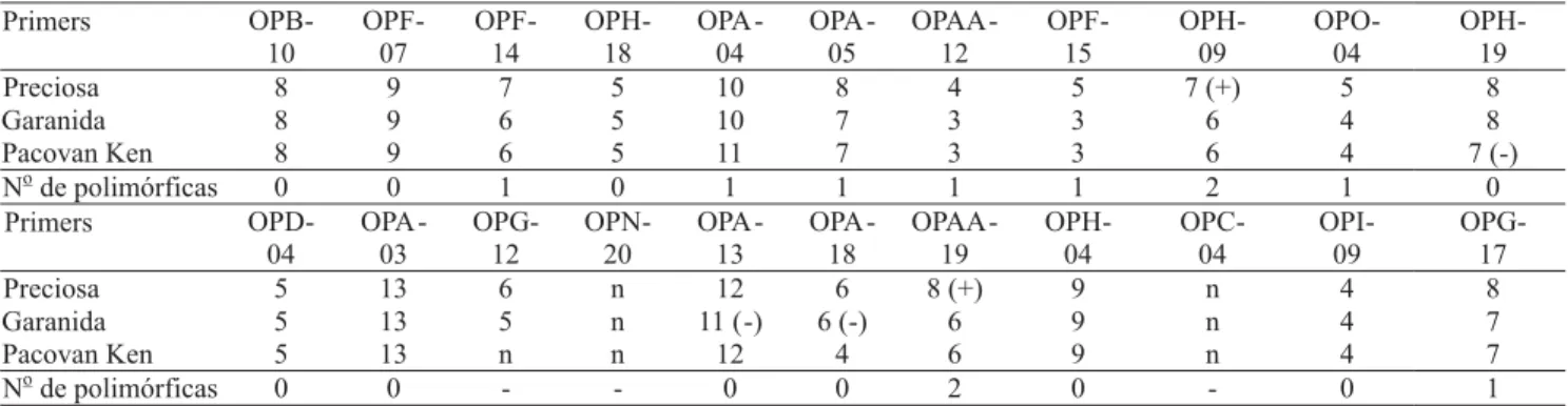 Tabela 5. Perfil molecular, em  número de bandas produzidas pelos 22 primers RAPD testados nas cultivares Preciosa, Garantida e Pacovan Ken (1) .