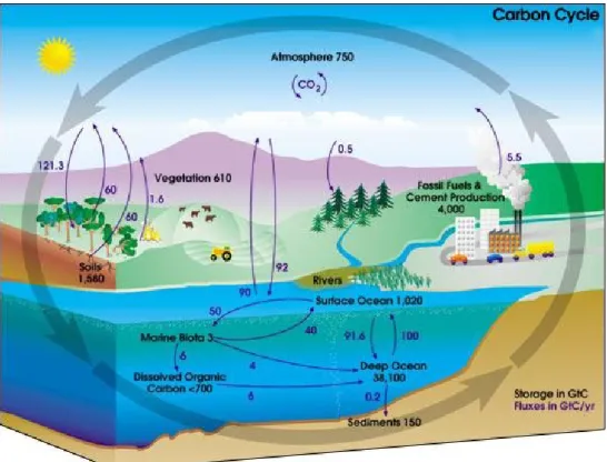 Figura 1: O Ciclo do Carbono. (What is carbon cycle, 2011) 