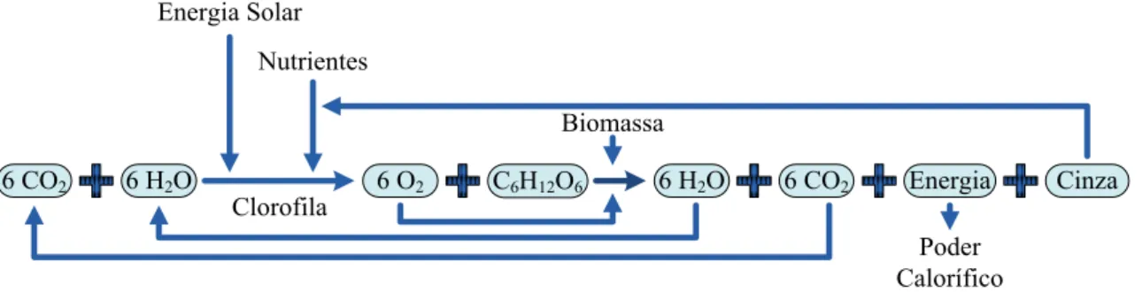 Figura 4: Ciclo de utilização da biomassa para a produção de energia.  (El  Bassam, 2010) 