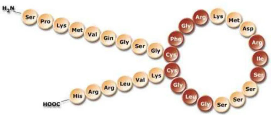 Figura 1 - Estrutura molecular dos peptídeos natriuréticos 