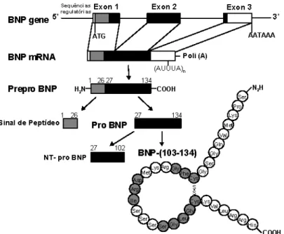 Figura 2: Representação esquemática da decodificação genética e síntese dos  fragmentos BNP e NT-proBNP a partir da molécula de pre-proBNP