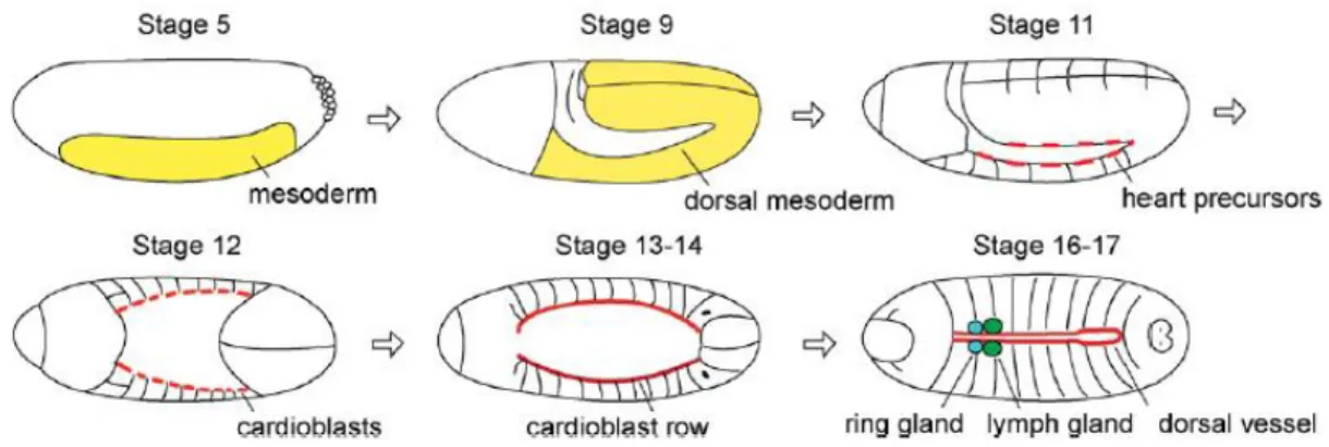 Figure  2  -  Cardiogenesis  in  the  Drosophila  embryo.  Dorsal  vessel  formation  starts  with  mesoderm  differentiation  and  after  several  specification  events  of  heart  precursors,  the  mature  dorsal vessel is complete and functional in the 