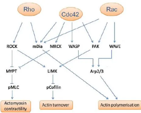 Figure 6 - RhoA, Rac1 and cdc42 and their effectors proteins in cell migration. Adapted from  (Sadok and Marshall, 2014)