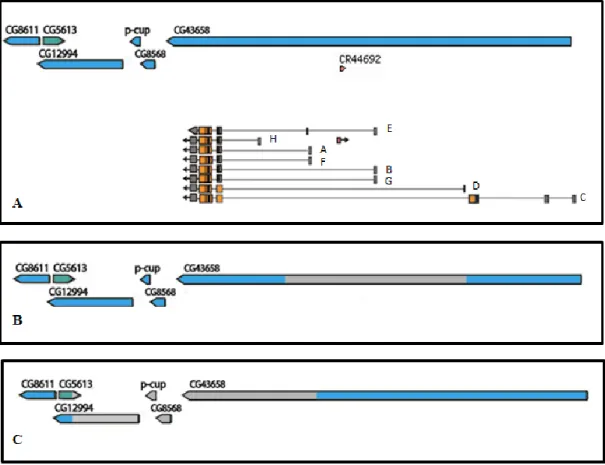 Figure 8 -  Scheme of the darhgef10 (aka CG43658) gene and the regions deleted in the  Df(1)ΔS  or Df(1)ΔB deficiency mutations (grey boxes)