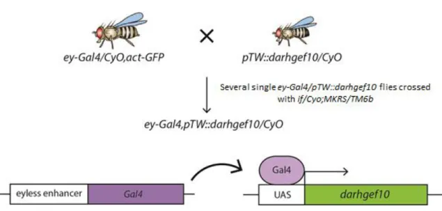 Figure 13 - Scheme used to create a recombinant construct line ey-Gal4,pTW::darhgef10/CyO.