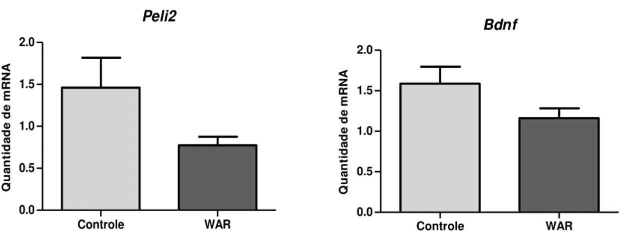 Figura 5. Gráficos apresentando a quantidade relativa de mRNA do gene Peli2 na placa quadrigêmea  e  do  gene  Bdnf  no  hipocampo  de  animais  WAR  comparadas  aos  controles  Wistar