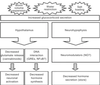 Figure 1. Schematic representation of glucocorticoid actions in the CNS in response to blood volume expansion, water  restric-tion and salt loading