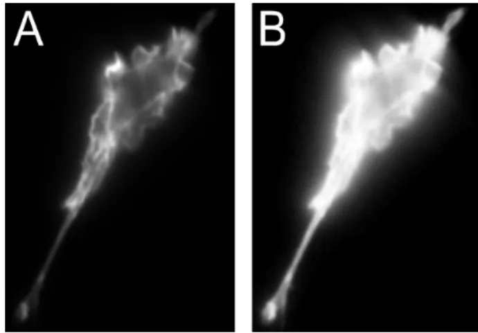 Figure 3.1: Dataset image before (A) and after (B) the normalization process to enhance the cell contour.
