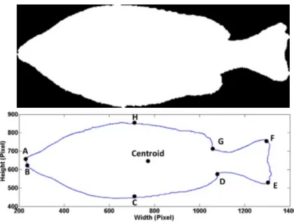 Figure 2.9: Image captured and processed to estimate the mass of the sh.From Viazzi, Van Hoestenberghe, Goddeeris, &amp; Berckmans, 2015.