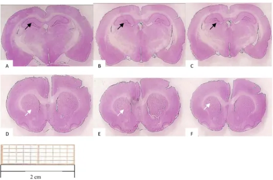 Figure 2.  Working memory performance in the water maze. Data  are reported as means ± SEM