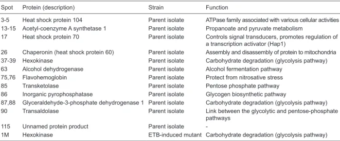 Table 4. Transketolase, aconitase and catalase activities in cytosolic preparations obtained from the parent  isolate and the ethidium bromide (ETB)-induced petite mutant.