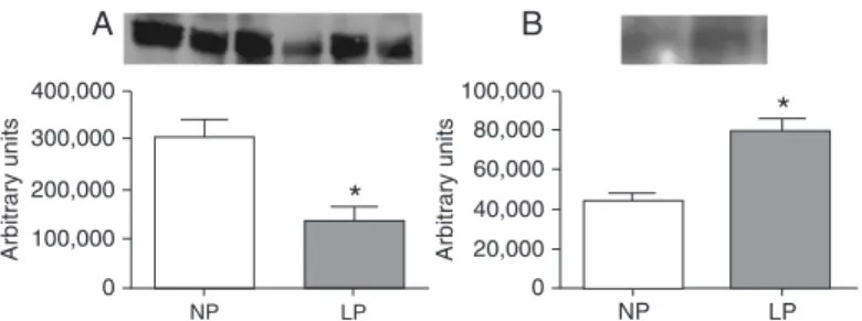 Figure 4. Effect of maternal protein restriction on kidney gene expression  at 12 days of age (A) and 16 weeks of age (B)