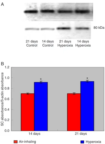 Figure 4. The intestinal secretory component (SC) protein of rats  was notably increased in the hyperoxia group