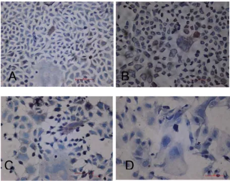 Figure 8. Effect of hyperoxia on the intestinal secretory component (SC) expression of  Caco-2 cell (40X)