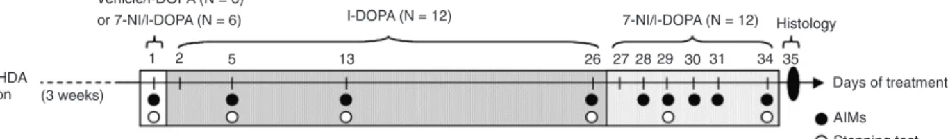 Figure 1. Diagram summarizing the order of the treatments and behavioral tests. Tests started 3 weeks after 6-OHDA lesion