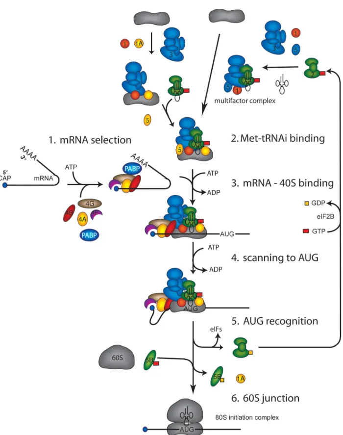Figure 1.  The translation initiation pathway initiation factors are shown as circles or complexes, each identified by its number embed - -ded therein.