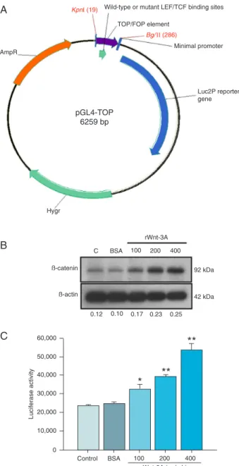 Figure 1.  Map of the pGL4-TOP/FOP reporter plasmids and ef- ef-fects of rWnt-3A on β-catenin protein levels and luciferase  ac-tivities in HEK 293-TOP stable cells