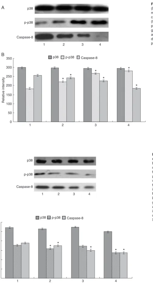 Figure 8. Effect of inhibition on protein  expression  determined  by  Western  blotting