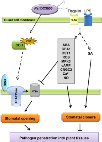 Figure  2.  Model  illustrating  the  signaling  components  and  in- in-teractions  between  molecules  that  have  been  experimentally  demonstrated  to  be  involved  in  stomatal  defense  and  bacterial  counter defense