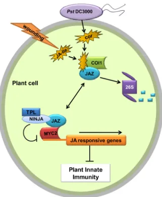 Figure 3. A model depicting the molecular action of coronatine  in  plant  cells  (possibly  all  cell  types)